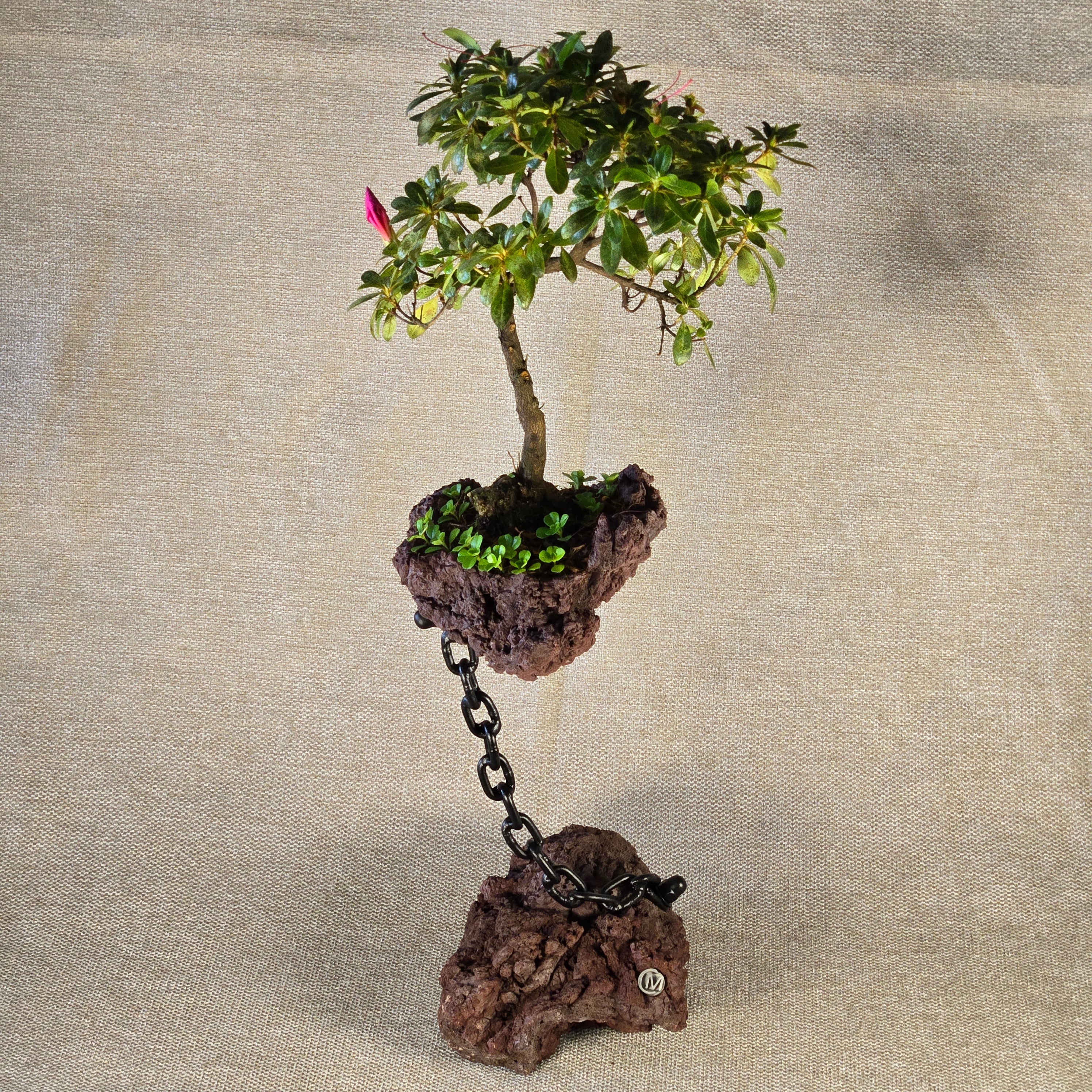 Roche en l'air 017 avec azalée