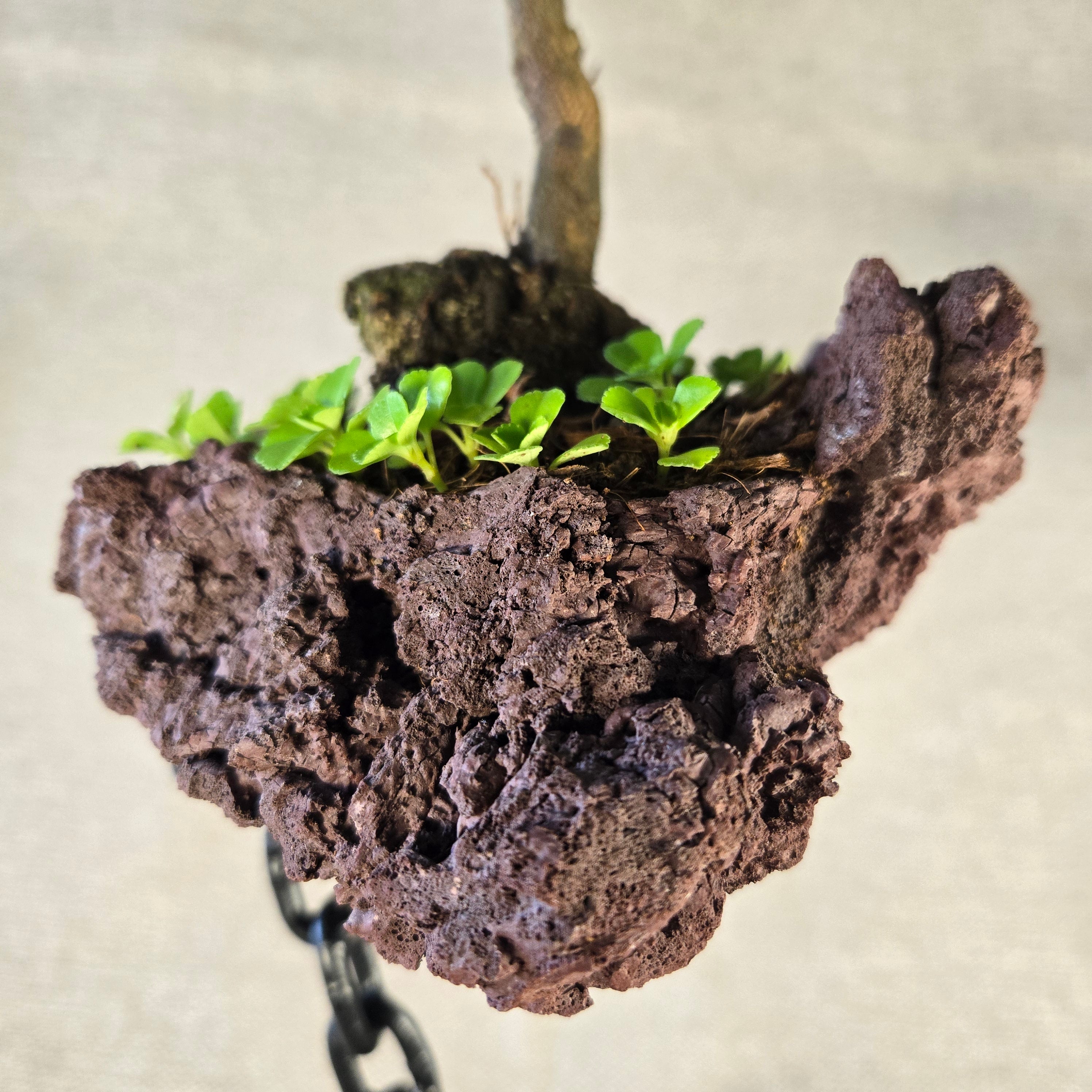 Roche en l'air 017 avec azalée