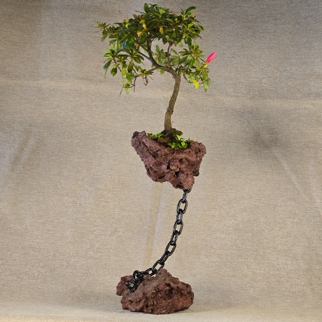 Roche en l'air 017 avec azalée