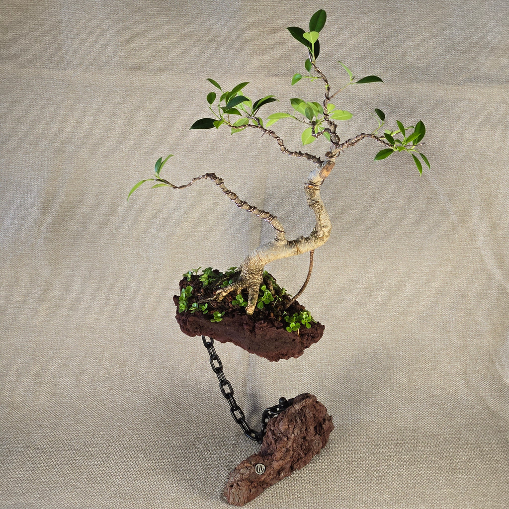 Roche en l'air 016 avec Ficus