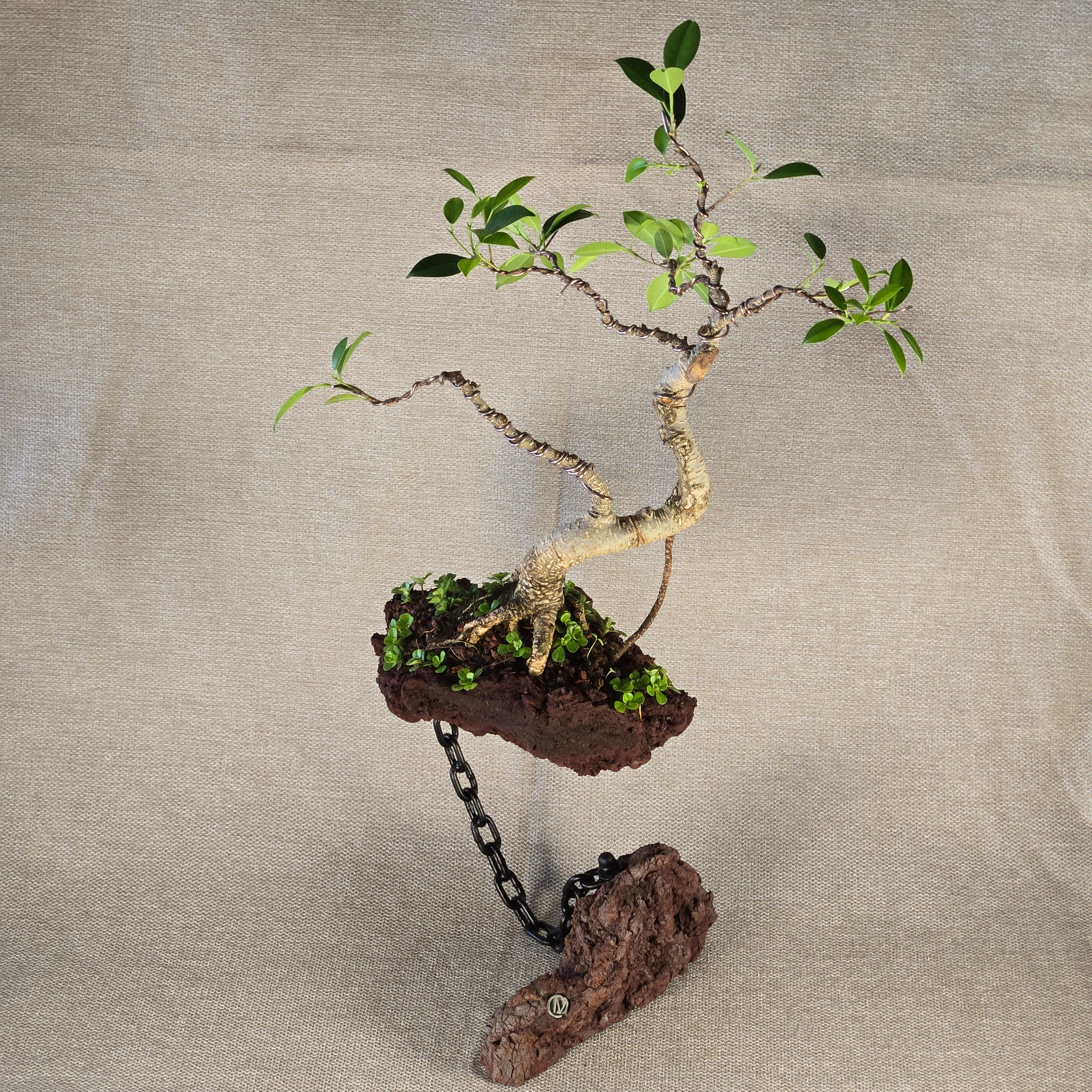 Roche en l'air 016 avec Ficus