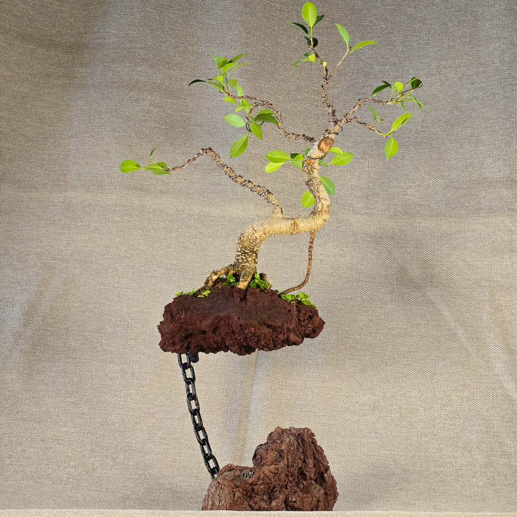 Roche en l'air 016 avec Ficus