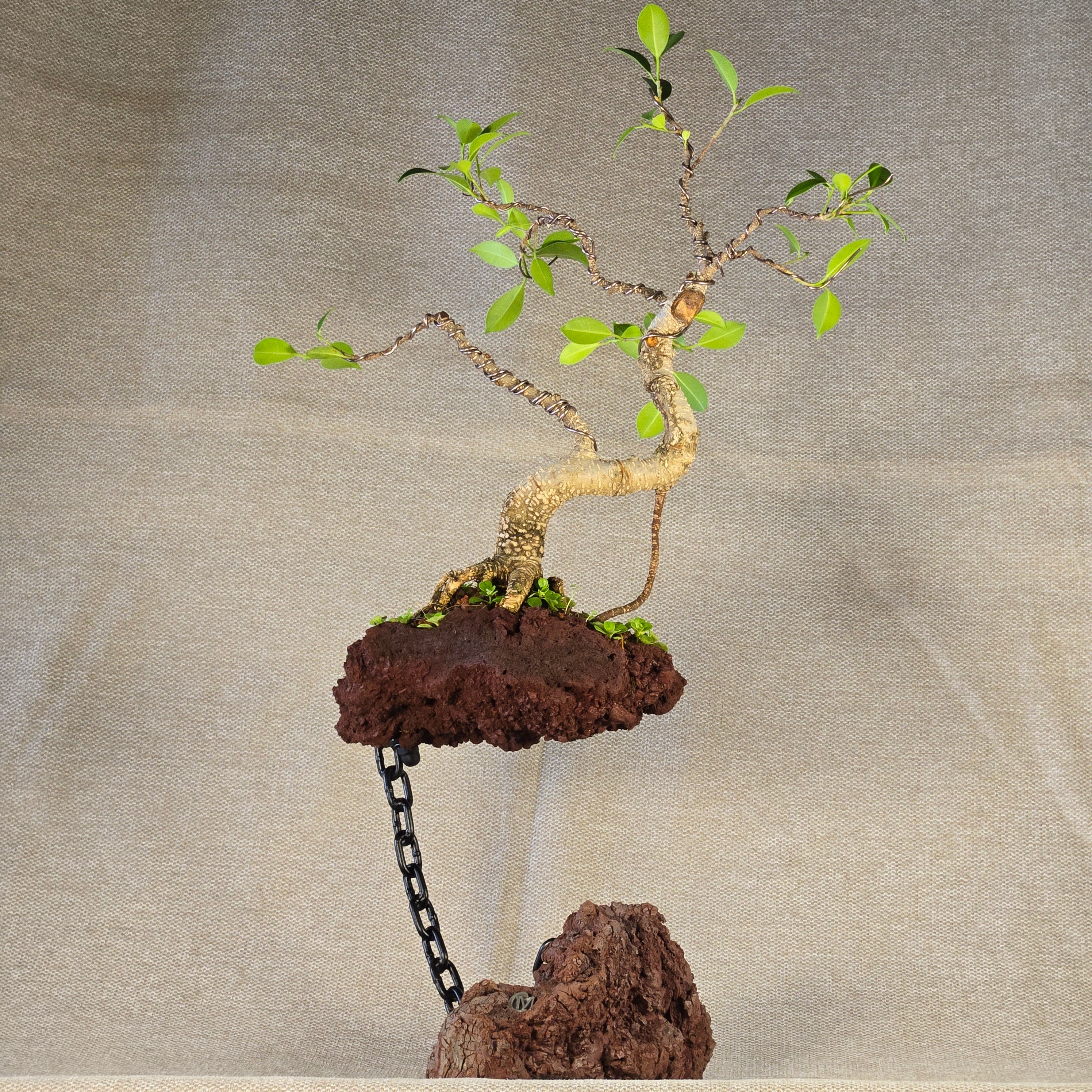 Roche en l'air 016 avec Ficus