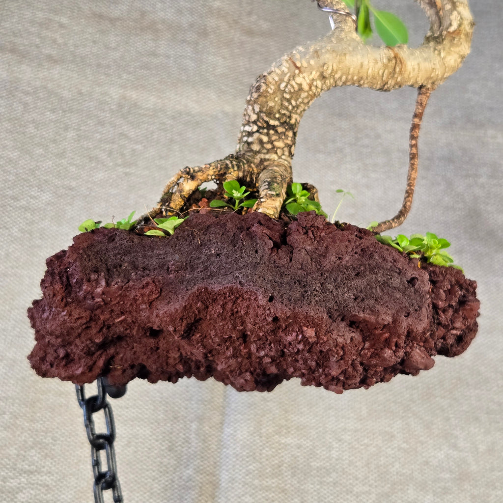 Roche en l'air 016 avec Ficus