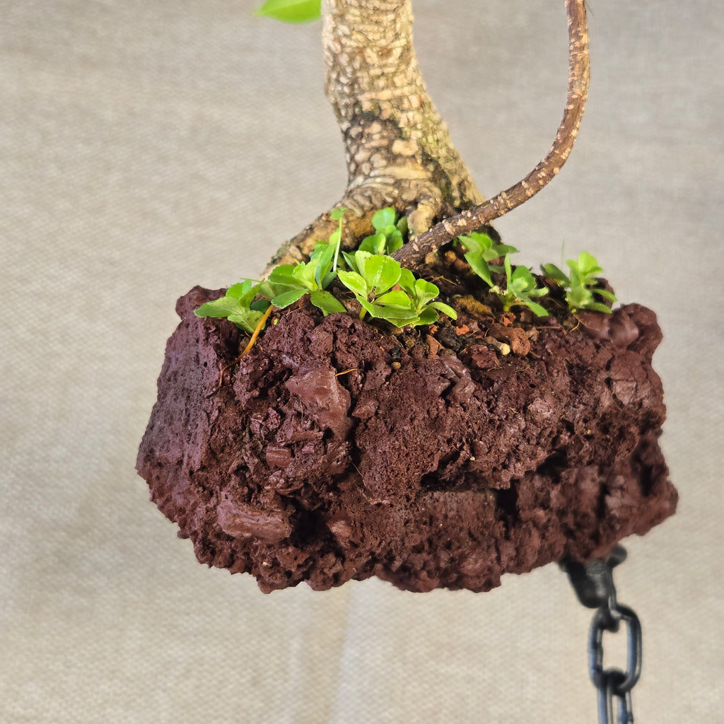 Roche en l'air 016 avec Ficus