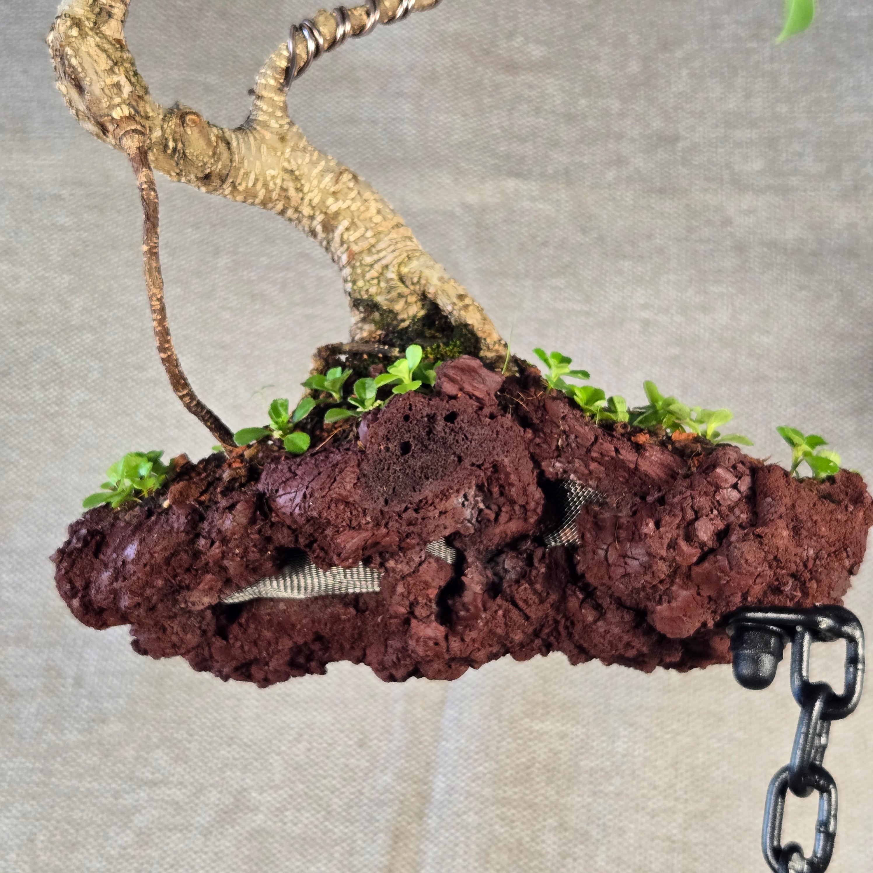 Roche en l'air 016 avec Ficus