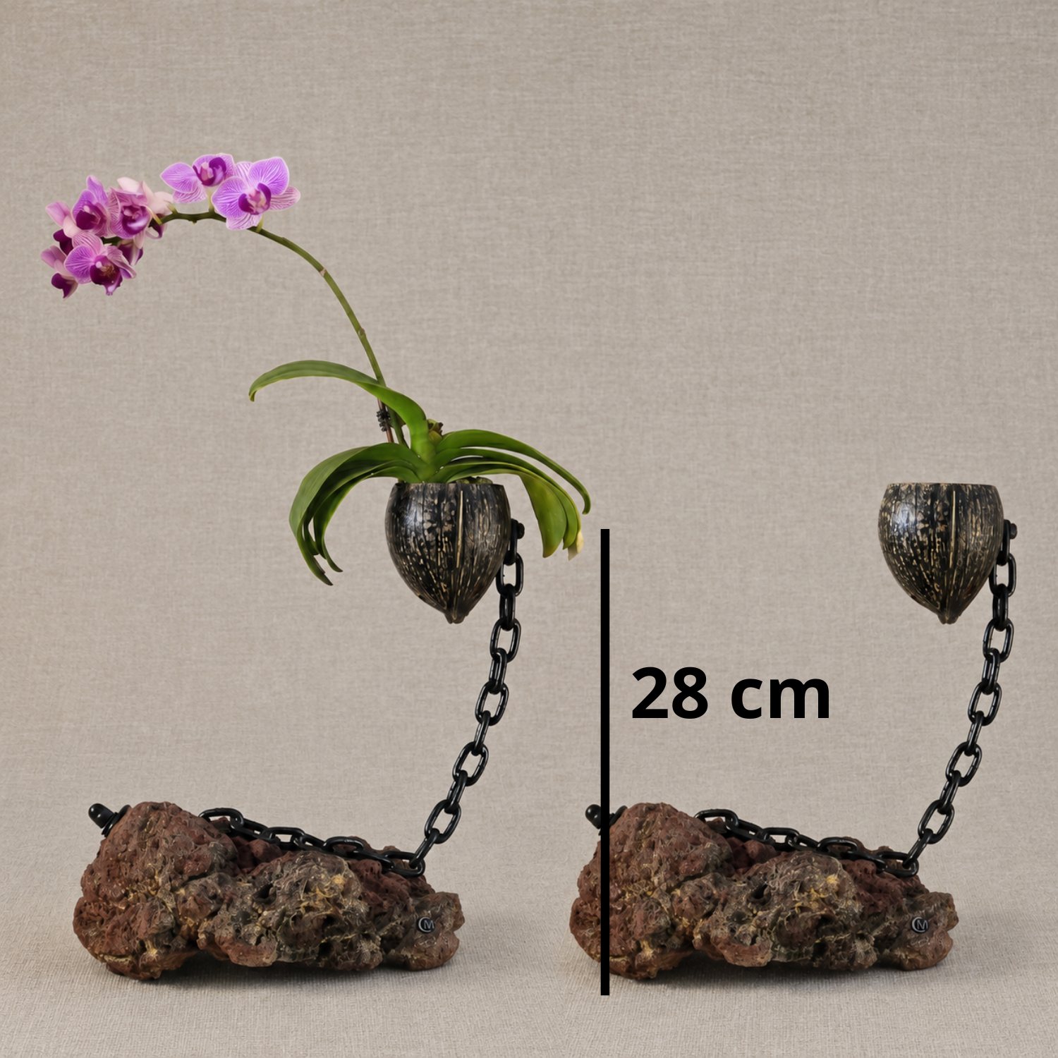 Plante en l'air 5