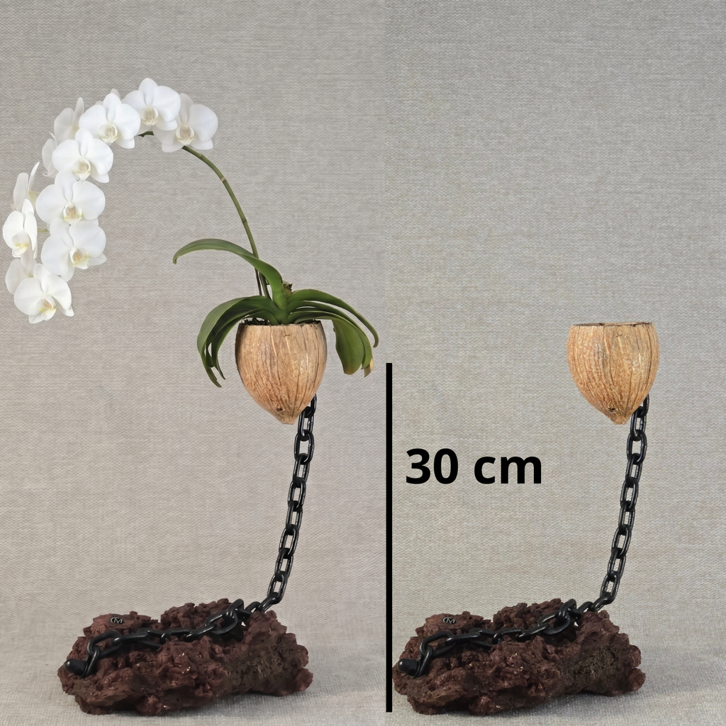 Plante en l'air 4